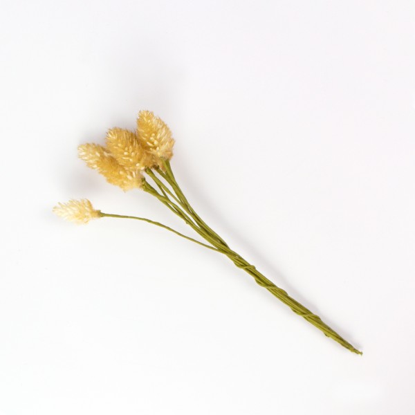 Trockenblumen | Lagurus ovatus | Natur